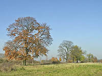 Brandenburg - Wartenberger Feldmark (Foto: Siebke)