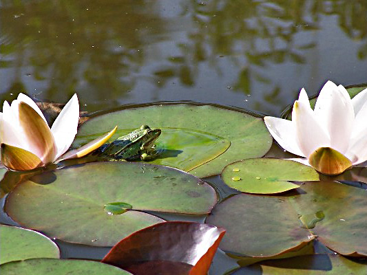 "Idylle am Teich", aufgenommen mit ein Kodak EasyShare DX490 im "kogarten" (Foto: Wolfgang Levin)