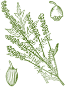 Beifu-Ambrosie (ambrosia artemisiifolia)